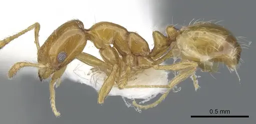 Monomorium tynsorum specimen CASENT0902249 image casent0902249_3