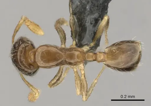 Monomorium vaguum specimen CASENT0252685 image casent0252685_1