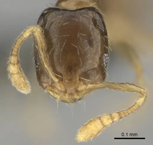 Monomorium vaguum specimen CASENT0252685 image casent0252685_2