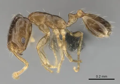 Monomorium vaguum specimen CASENT0252685 image casent0252685_3