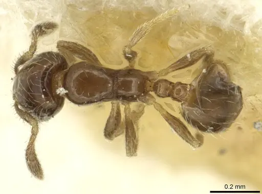 Monomorium vaguum specimen CASENT0913862 image casent0913862_1