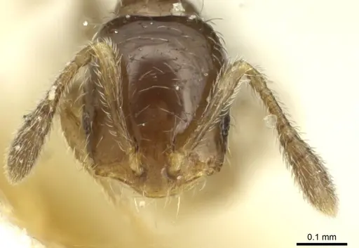 Monomorium vaguum specimen CASENT0913862 image casent0913862_2