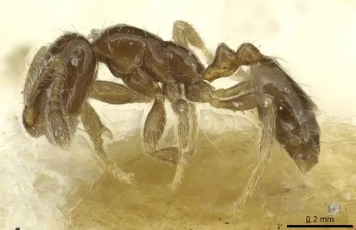Monomorium vaguum specimen CASENT0913862 image casent0913862_3