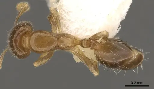 Monomorium vaguum specimen CASENT0914392 image casent0914392_1