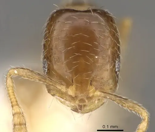 Monomorium vaguum specimen CASENT0914392 image casent0914392_2