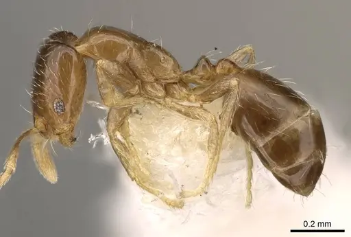 Monomorium vaguum specimen CASENT0914392 image casent0914392_3