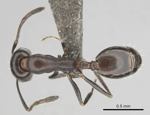 Monomorium vatranum specimen CASENT0814096 image casent0814096_1