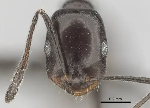 Monomorium vatranum specimen CASENT0814096 image casent0814096_2
