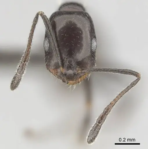 Monomorium vatranum specimen CASENT0814096 image casent0814096_3
