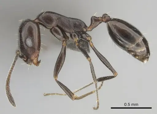 Monomorium vatranum specimen CASENT0814096 image casent0814096_4