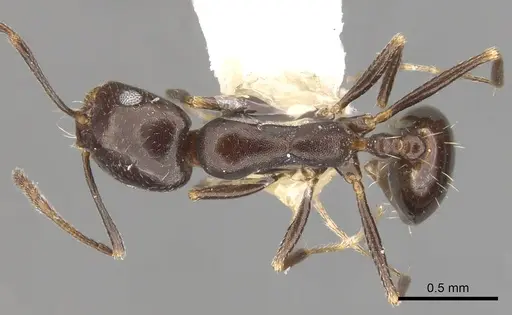 Monomorium vatranum specimen CASENT0902207 image casent0902207_1