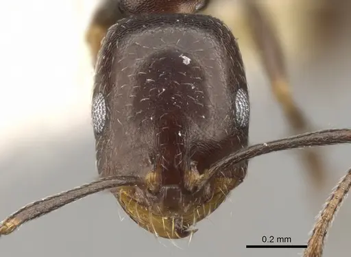 Monomorium vatranum specimen CASENT0902207 image casent0902207_2