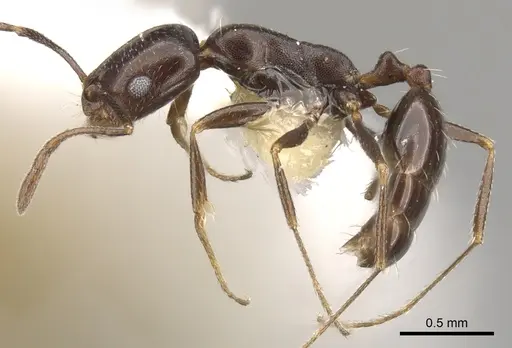Monomorium vatranum specimen CASENT0902207 image casent0902207_3