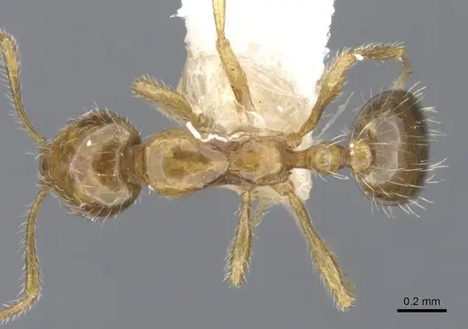 Monomorium vecte specimen CASENT0902235 image casent0902235_1