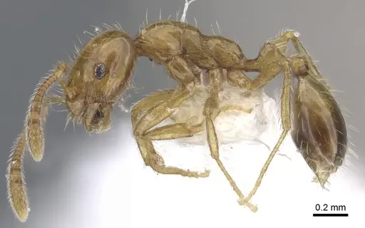 Monomorium vecte specimen CASENT0902235 image casent0902235_3