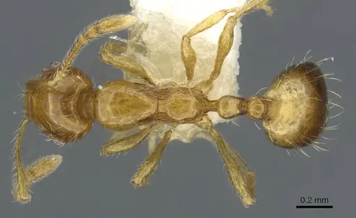 Monomorium vecte specimen CASENT0911199 image casent0911199_1