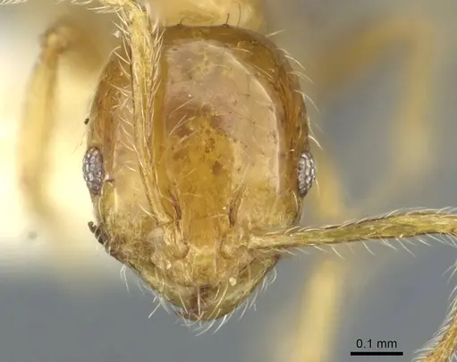 Monomorium vecte specimen CASENT0911199 image casent0911199_2
