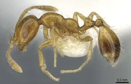 Monomorium vecte specimen CASENT0911199 image casent0911199_3