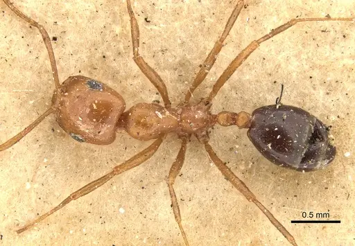Monomorium venustum specimen CASENT0902221 image casent0902221_1