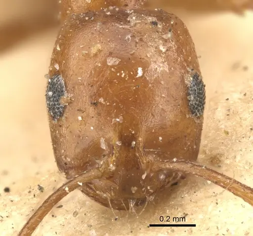 Monomorium venustum specimen CASENT0902221 image casent0902221_2
