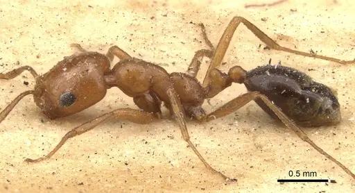Monomorium venustum specimen CASENT0902221 image casent0902221_4