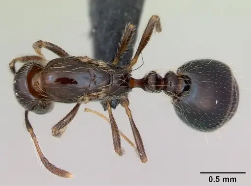 Monomorium versicolor specimen CASENT0026023 image casent0026023_1