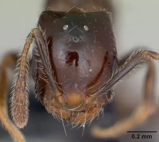 Monomorium versicolor specimen CASENT0026023 image casent0026023_2