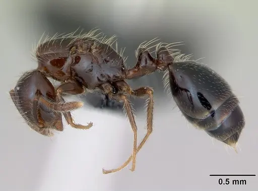 Monomorium versicolor specimen CASENT0026023 image casent0026023_3