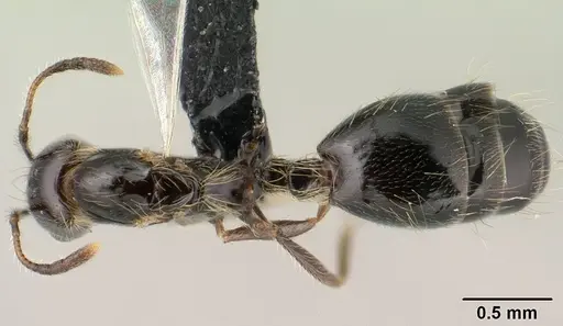 Monomorium versicolor specimen CASENT0144975 image casent0144975_1