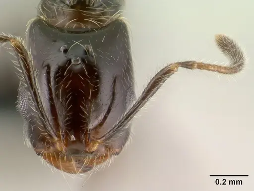 Monomorium versicolor specimen CASENT0144975 image casent0144975_2