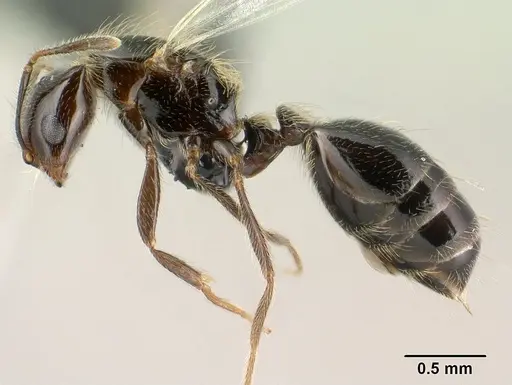 Monomorium versicolor specimen CASENT0144975 image casent0144975_3