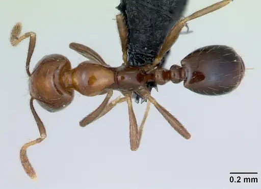 Monomorium versicolor specimen CASENT0433301 image casent0433301_1