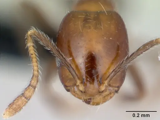 Monomorium versicolor specimen CASENT0433301 image casent0433301_2