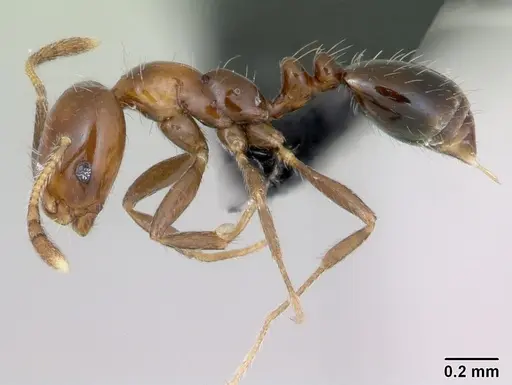 Monomorium versicolor specimen CASENT0433301 image casent0433301_3