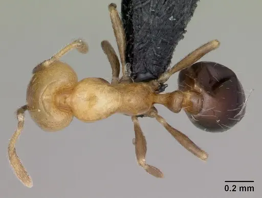 Monomorium versicolor specimen CASENT0442524 image casent0442524_1