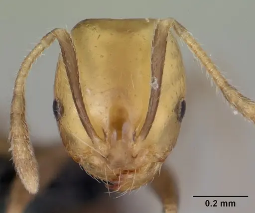 Monomorium versicolor specimen CASENT0442524 image casent0442524_2