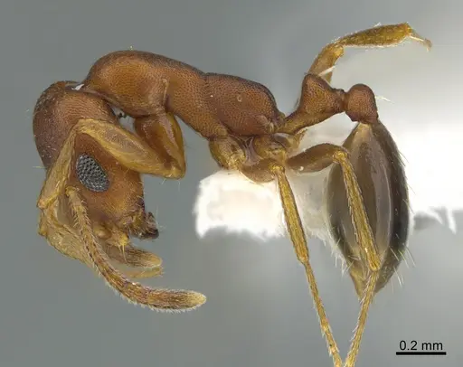 Monomorium viator specimen CASENT0810829 image casent0810829_1
