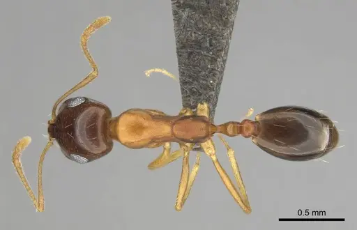 Monomorium viator specimen CASENT0814157 image casent0814157_1