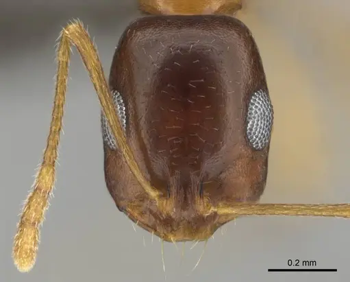 Monomorium viator specimen CASENT0814157 image casent0814157_2