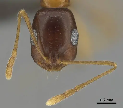 Monomorium viator specimen CASENT0814157 image casent0814157_3