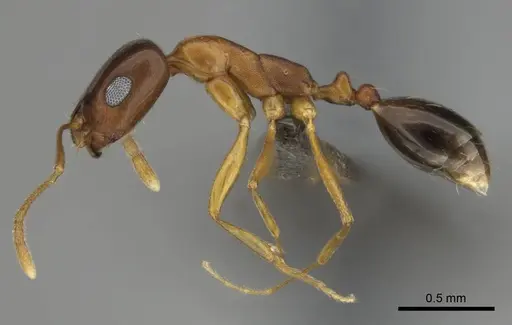 Monomorium viator specimen CASENT0814157 image casent0814157_4