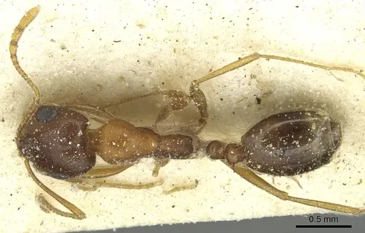 Monomorium viator specimen CASENT0913863 image casent0913863_1