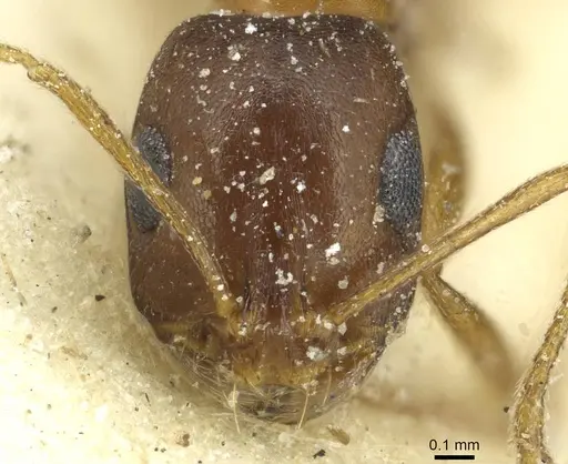 Monomorium viator specimen CASENT0913863 image casent0913863_2