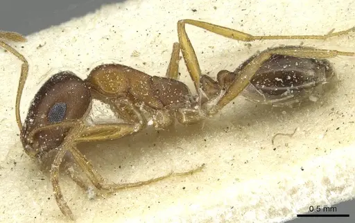 Monomorium viator specimen CASENT0913863 image casent0913863_3