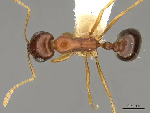 Monomorium viator specimen CASENT0914164 image casent0914164_1