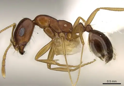 Monomorium viator specimen CASENT0914164 image casent0914164_3