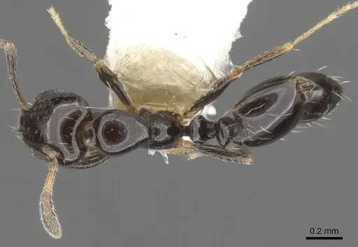 Monomorium vonatu specimen CASENT0902248 image casent0902248_1