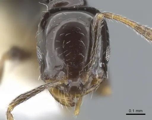 Monomorium vonatu specimen CASENT0902248 image casent0902248_2