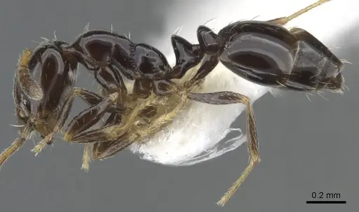 Monomorium vonatu specimen CASENT0902248 image casent0902248_3