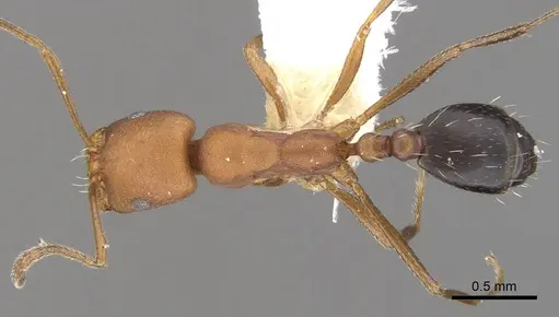 Monomorium westi specimen CASENT0902189 image casent0902189_1